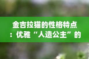 金吉拉猫的性格特点：优雅“人造公主”的温柔内心全解析（2025最新版）