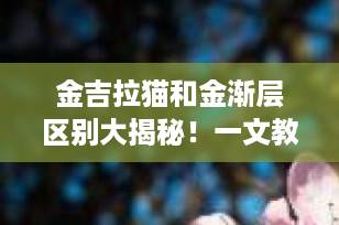 金吉拉猫和金渐层区别大揭秘！一文教你轻松分辨“贵族”与“萌王”
