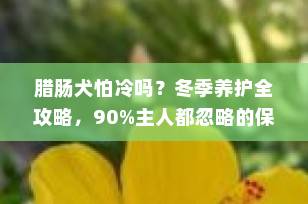 腊肠犬怕冷吗？冬季养护全攻略，90%主人都忽略的保暖细节！