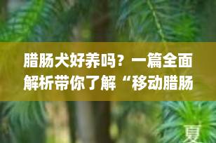 腊肠犬好养吗？一篇全面解析带你了解“移动腊肠”的真实饲养体验