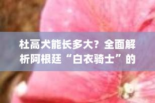 杜高犬能长多大？全面解析阿根廷“白衣骑士”的体型标准与成长秘密