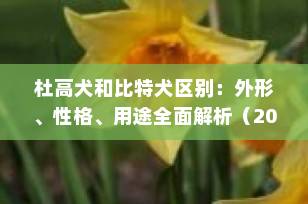 杜高犬和比特犬区别：外形、性格、用途全面解析（2025最新版）