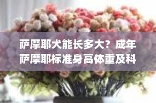 萨摩耶犬能长多大？成年萨摩耶标准身高体重及科学喂养指南（2025最新版）