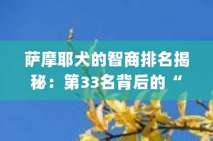 萨摩耶犬的智商排名揭秘：第33名背后的“快乐天使”有多聪明？