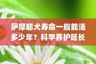 萨摩耶犬寿命一般能活多少年？科学养护延长陪伴的5大秘诀