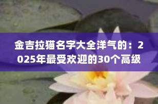 金吉拉猫名字大全洋气的：2025年最受欢迎的30个高级感猫咪名字推荐