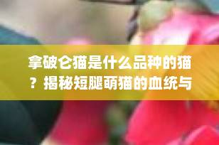 拿破仑猫是什么品种的猫？揭秘短腿萌猫的血统与魅力