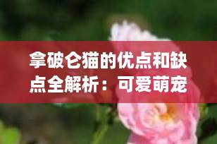 拿破仑猫的优点和缺点全解析：可爱萌宠背后的真相，养前必看！
