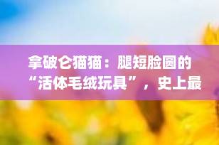 拿破仑猫猫：腿短脸圆的“活体毛绒玩具”，史上最好撸的猫咪了解一下！