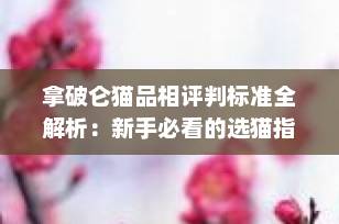 拿破仑猫品相评判标准全解析：新手必看的选猫指南