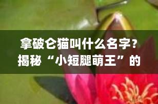 拿破仑猫叫什么名字？揭秘“小短腿萌王”的多重身份与可爱真相！