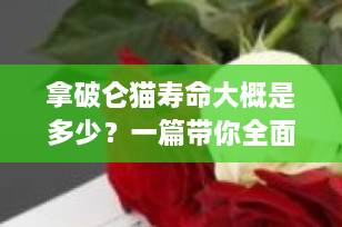 拿破仑猫寿命大概是多少？一篇带你全面了解“猫界小短腿”的长寿秘诀