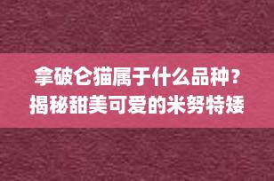 拿破仑猫属于什么品种？揭秘甜美可爱的米努特矮脚猫