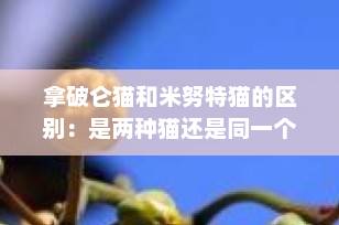 拿破仑猫和米努特猫的区别：是两种猫还是同一个品种？一文说清楚！