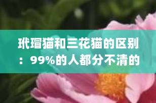 玳瑁猫和三花猫的区别：99%的人都分不清的两种猫咪，一文彻底搞懂！