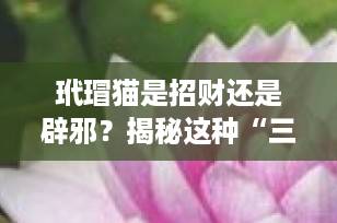 玳瑁猫是招财还是辟邪？揭秘这种“三花神猫”的神秘寓意与科学真相