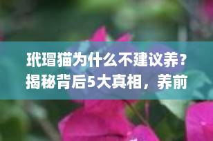 玳瑁猫为什么不建议养？揭秘背后5大真相，养前必看！