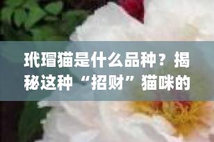 玳瑁猫是什么品种？揭秘这种“招财”猫咪的独特魅力与科学真相