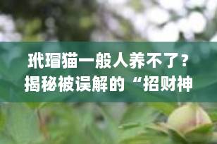 玳瑁猫一般人养不了？揭秘被误解的“招财神兽”真相！