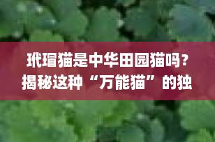 玳瑁猫是中华田园猫吗？揭秘这种“万能猫”的独特魅力！