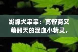 蝴蝶犬串串：高智商又萌翻天的混血小精灵，值得养吗？全面解析来了！