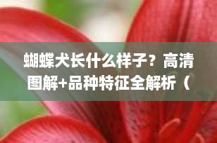 蝴蝶犬长什么样子？高清图解+品种特征全解析（附真实图片描述）