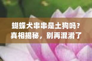 蝴蝶犬串串是土狗吗？真相揭秘，别再混淆了！