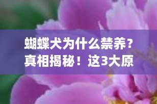 蝴蝶犬为什么禁养？真相揭秘！这3大原因让很多人望而却步