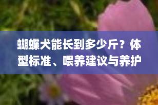 蝴蝶犬能长到多少斤？体型标准、喂养建议与养护全攻略（2025最新版）
