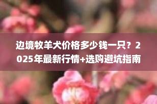 边境牧羊犬价格多少钱一只？2025年最新行情+选购避坑指南