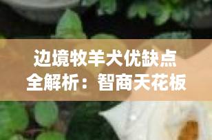 边境牧羊犬优缺点全解析：智商天花板背后的双刃剑，你真的适合养吗？