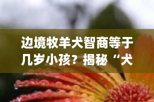 边境牧羊犬智商等于几岁小孩？揭秘“犬中爱因斯坦”的真实智力水平