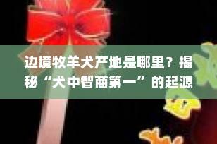 边境牧羊犬产地是哪里？揭秘“犬中智商第一”的起源地与历史