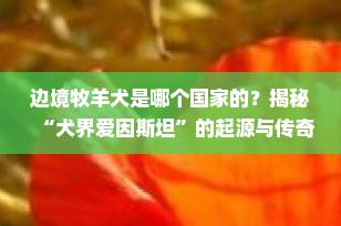 边境牧羊犬是哪个国家的？揭秘“犬界爱因斯坦”的起源与传奇