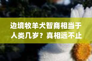 边境牧羊犬智商相当于人类几岁？真相远不止“聪明”那么简单！