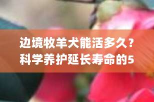 边境牧羊犬能活多久？科学养护延长寿命的5大秘诀（2025最新指南）