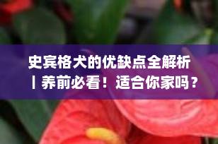 史宾格犬的优缺点全解析｜养前必看！适合你家吗？