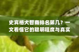 史宾格犬智商排名第几？一文看懂它的聪明程度与真实实力！