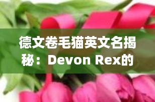 德文卷毛猫英文名揭秘：Devon Rex的起源、特点与饲养全指南