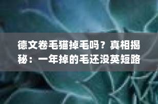 德文卷毛猫掉毛吗？真相揭秘：一年掉的毛还没英短路过一次多！