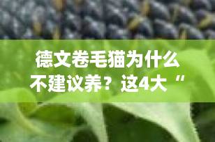 德文卷毛猫为什么不建议养？这4大“硬伤”劝退无数铲屎官！