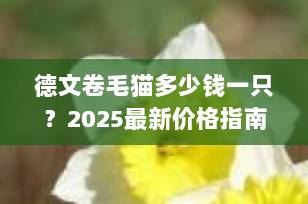 德文卷毛猫多少钱一只？2025最新价格指南+选购避坑全攻略