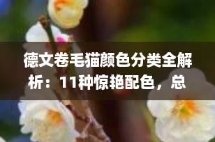 德文卷毛猫颜色分类全解析：11种惊艳配色，总有一款是你的梦中情猫！