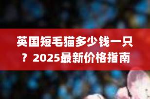英国短毛猫多少钱一只？2025最新价格指南+选购避坑全攻略