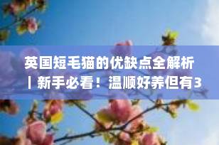 英国短毛猫的优缺点全解析｜新手必看！温顺好养但有3大“坑”你得知道