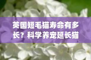 英国短毛猫寿命有多长？科学养宠延长猫咪寿命的8大秘诀