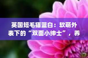 英国短毛猫蓝白：软萌外表下的“双面小绅士”，养前必看全攻略！