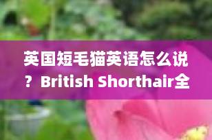 英国短毛猫英语怎么说？British Shorthair全解析，养猫必看！