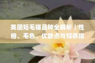 英国短毛猫品种全解析｜性格、毛色、优缺点与饲养指南（2025新手养猫必看）