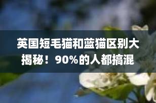 英国短毛猫和蓝猫区别大揭秘！90%的人都搞混了，一文说清别再弄错